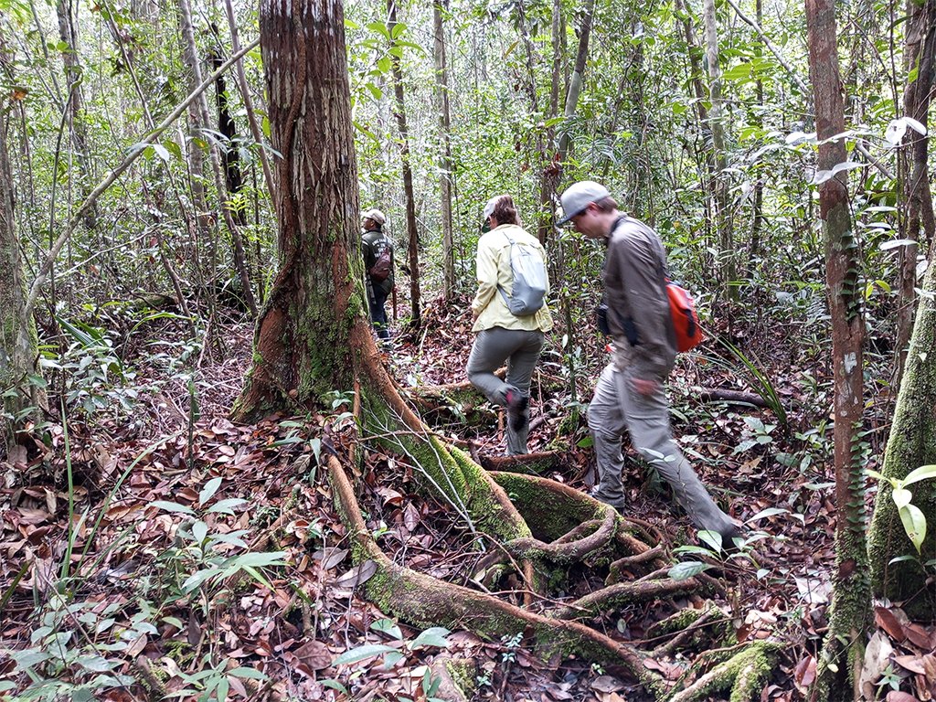 Orang Utan Culture Palangka Raya Sabangau National Park