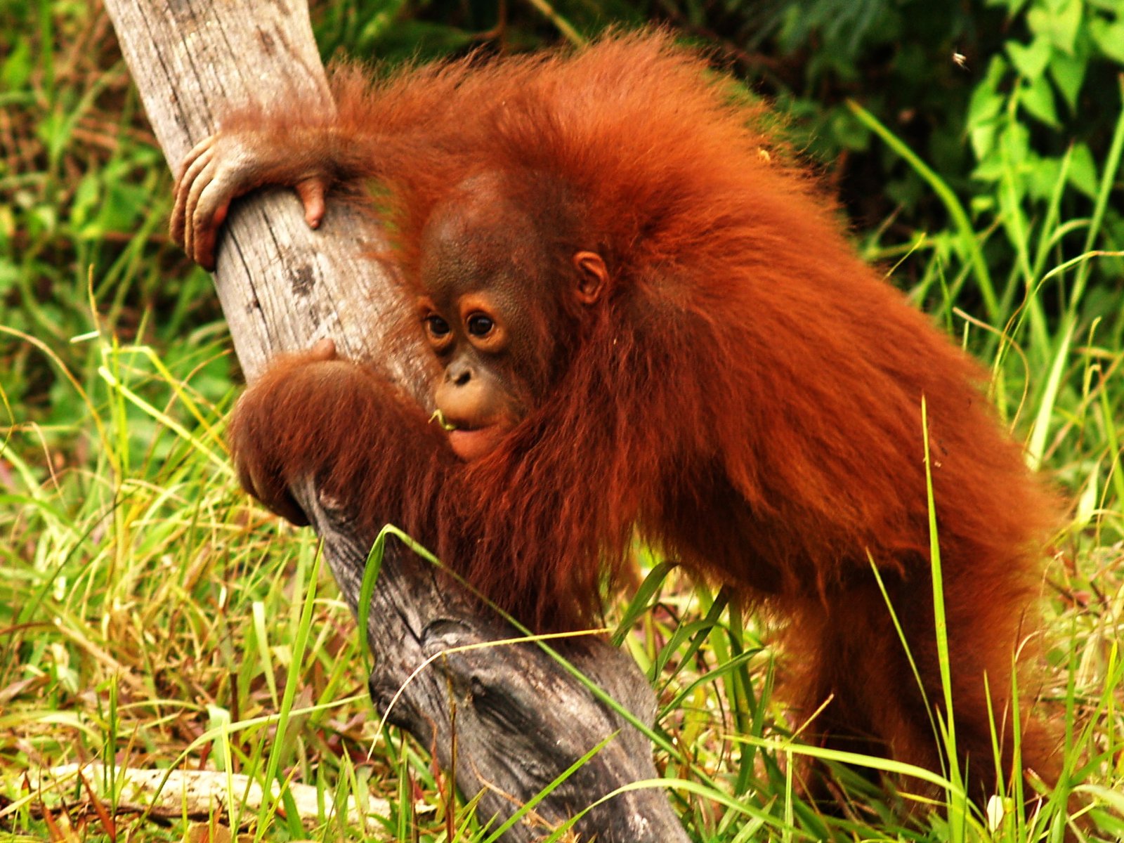 Tur Orangutan Setengah Hari di Palangkaraya