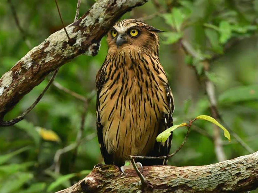 Eksplorasi pengamatan burung dan orangutan