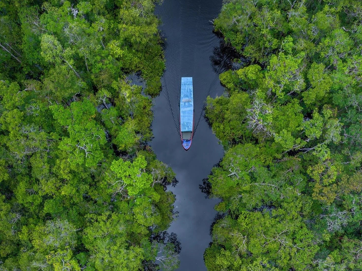 Scoring Birds and Primate Exploration